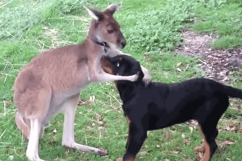 youre-mine-now-dogs