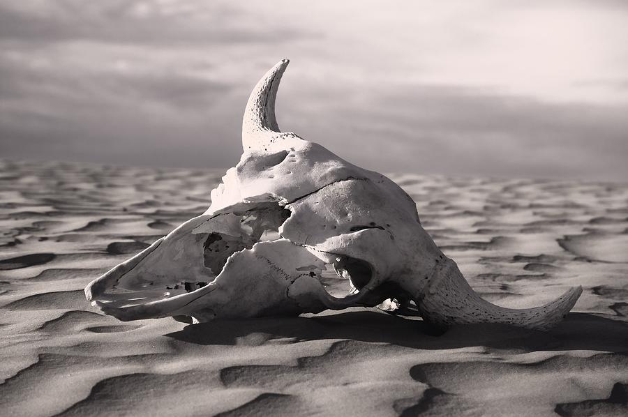 2-skull-in-desert-carson-ganci.jpg