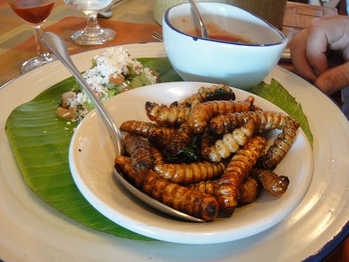 gusano.jpg