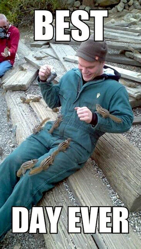 best-day-ever-chipmunk-swarm.jpg