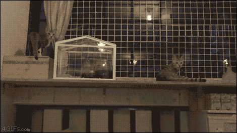 cats-jumping.gif