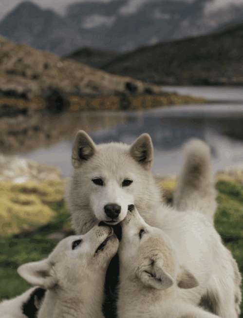 Vv09vHc.gif