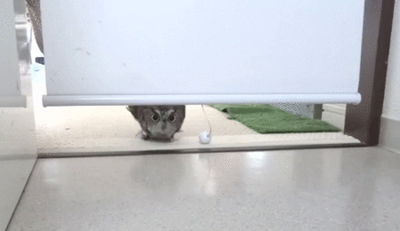 aW0tCwC.gif
