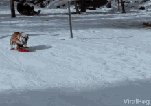 dog-sledding-on-my-way.gif