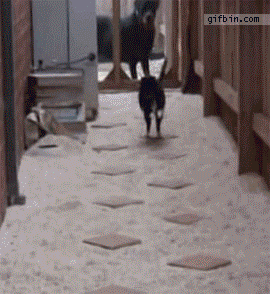 ocdcat.gif