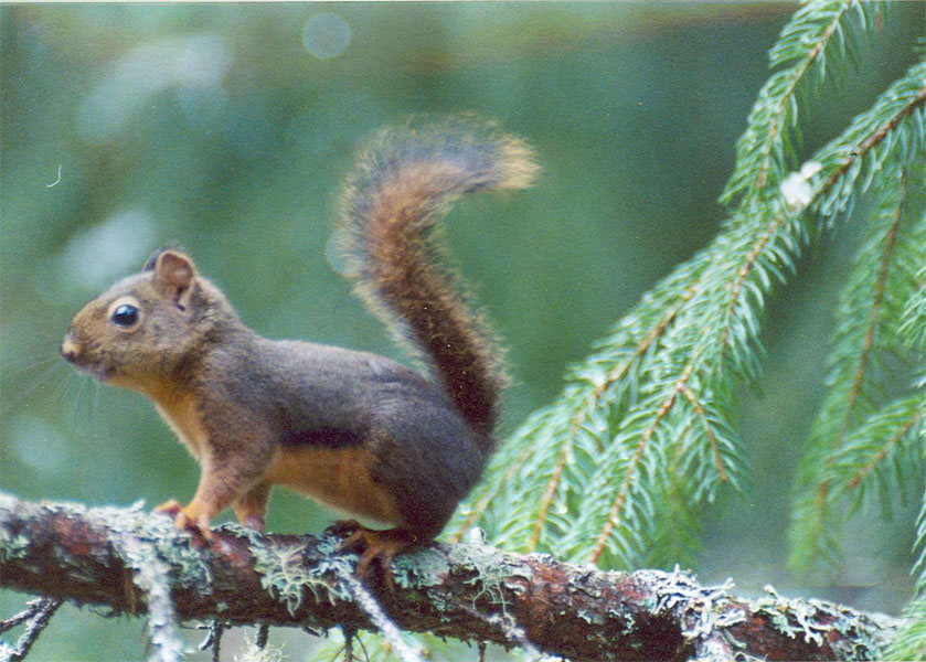 pinesq1.jpg