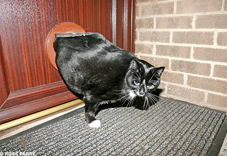 sooty-fat-cat.jpg