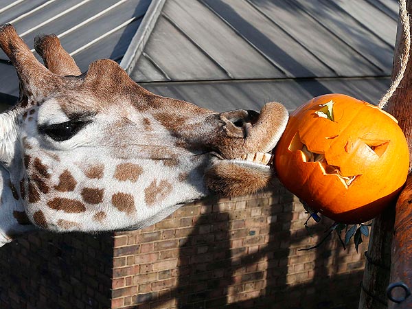 halloween-giraffe-600.jpg