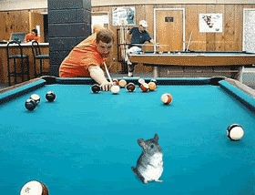 Hamsterbilliards.gif