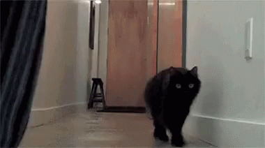 ballooncat-cats.gif