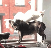 cat-viralhog.gif
