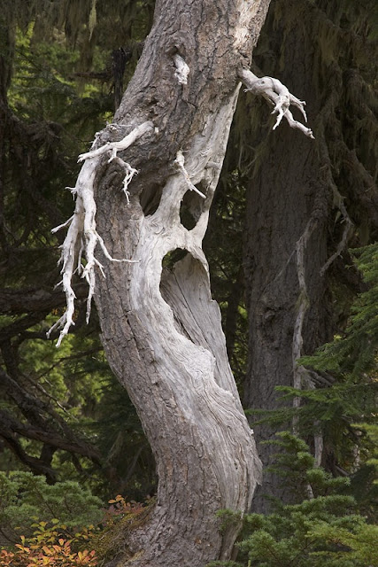 ghost+tree.jpg