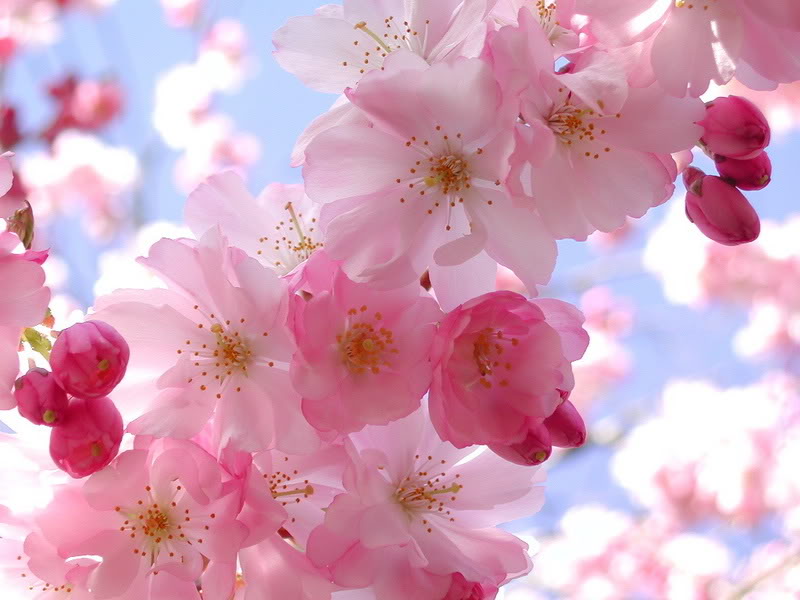 spring5.jpg