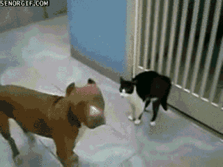 9S7VmK4NFbJC0.gif