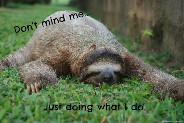 sloth2.jpg