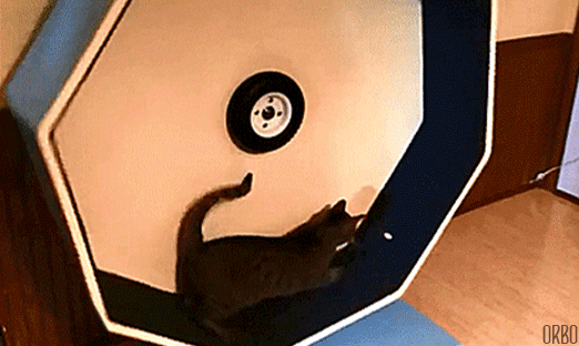 ani_cat-wheel.gif