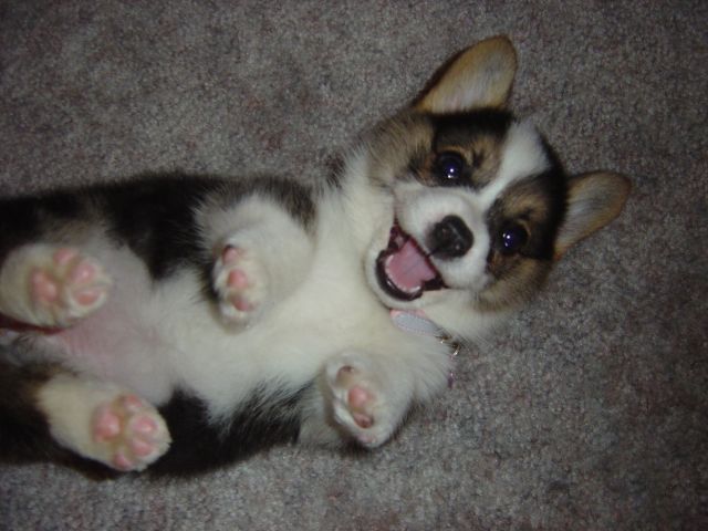 cute-corgi.jpg