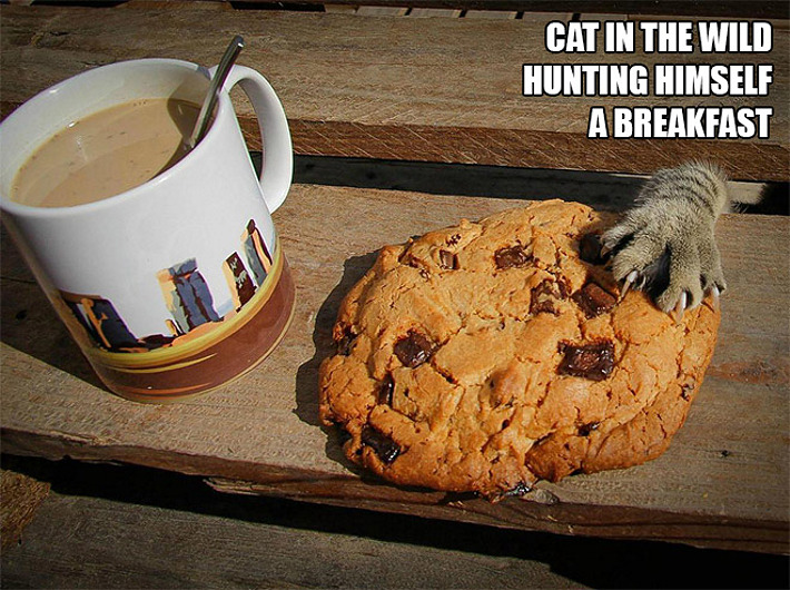 cat-hunting-breakfast.jpg