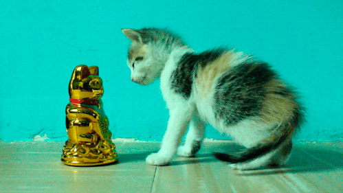 an-adorably-lucky-kitten