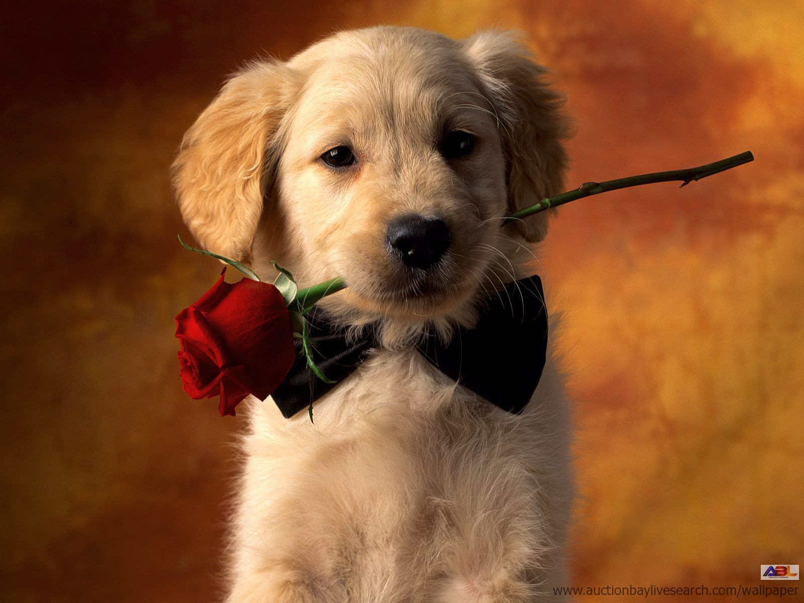puppy-love-622918.jpeg
