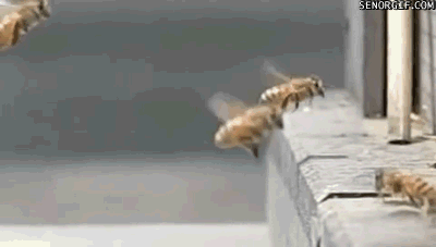 source.gif