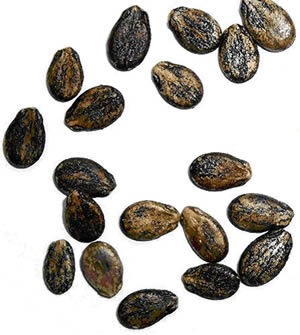 watermelon_seeds%5B6%5D.jpg