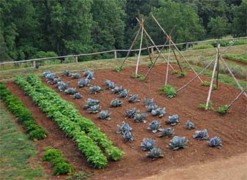 vegetable-garden-start.jpg