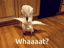 confused-parrot.gif