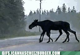 spidermoose