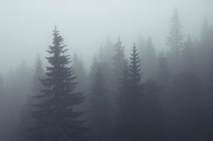 foggy-trees.jpg