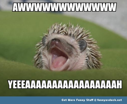 funny-animal-cute.jpg