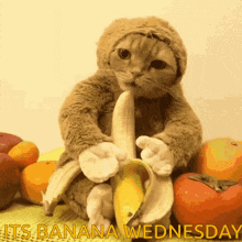 cat-banana.gif