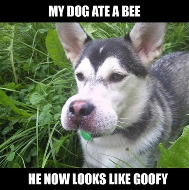 Funny-Animals-with-Captions-10.jpg