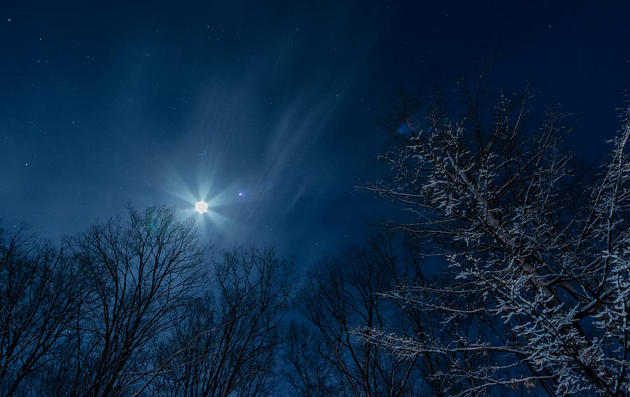 snowy-trees-by-moonlight-richard-kitchen.jpg