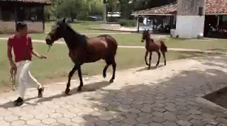 mincing-horse-trot
