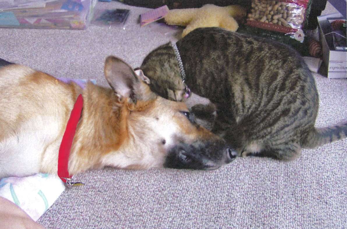 shepherdwithcat.jpg