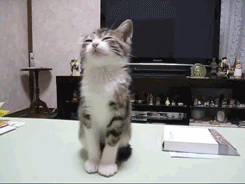 5dd79a8bf9a836cb41c688ea1802e63c.gif