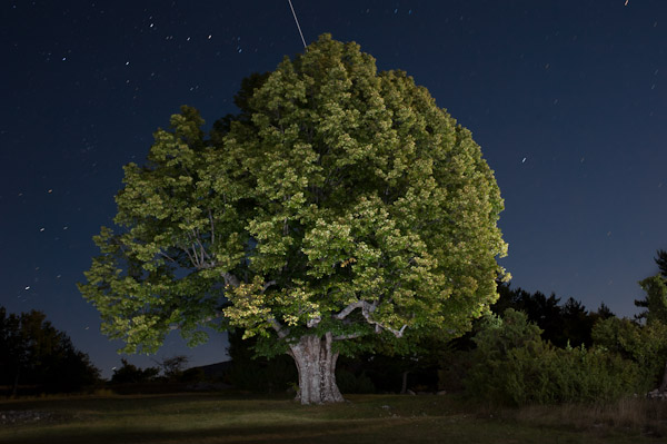 shooting_star_tree.jpg