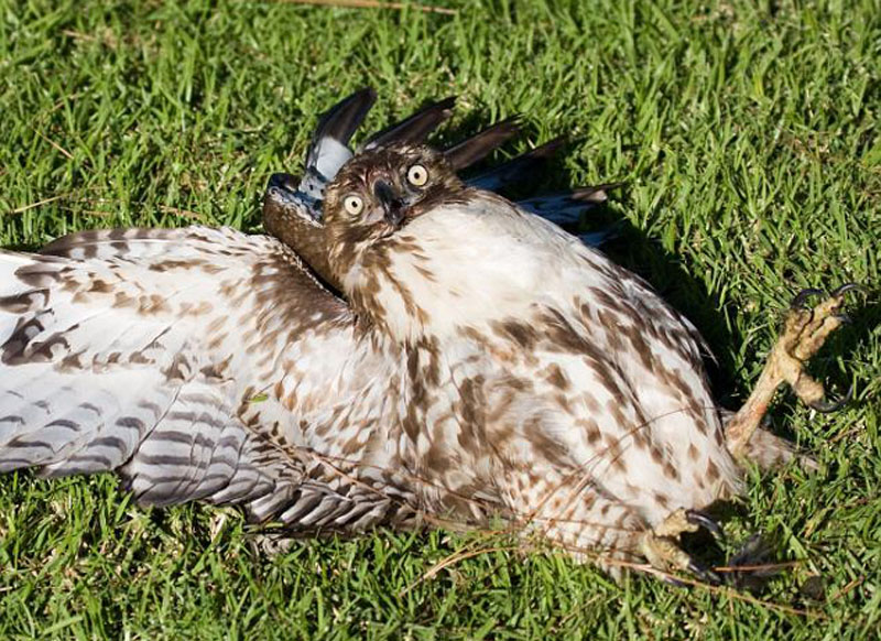 Hawk_Low.jpg