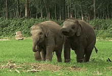 elephant-couple-elephant.gif
