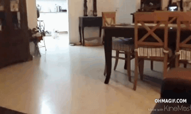 gif-dog-jumping-on-a-couch-but-missing-and-falling