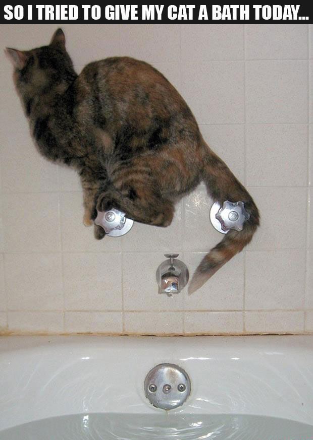 cat-bath-22tier2.jpg