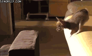 funny_gif_selection_with_animals_05.gif
