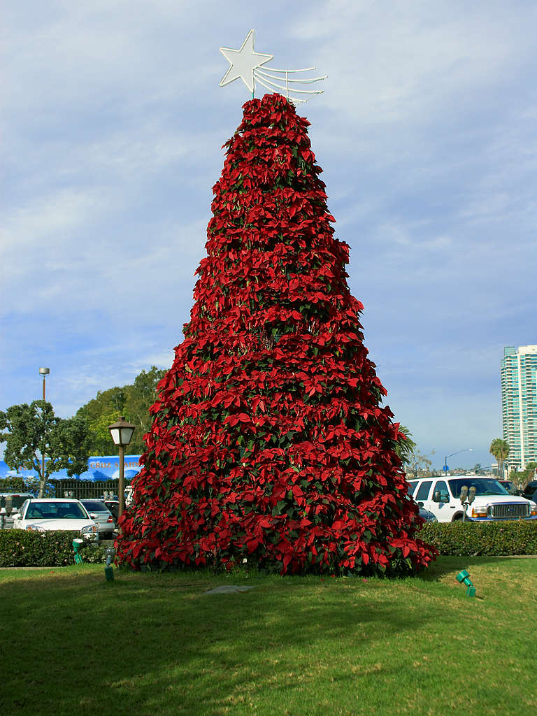 Poinsettia_tree.jpg
