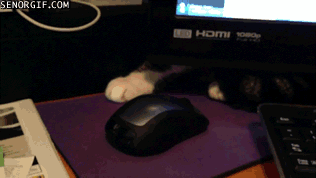 ani_cat-plays-with-mouse.gif