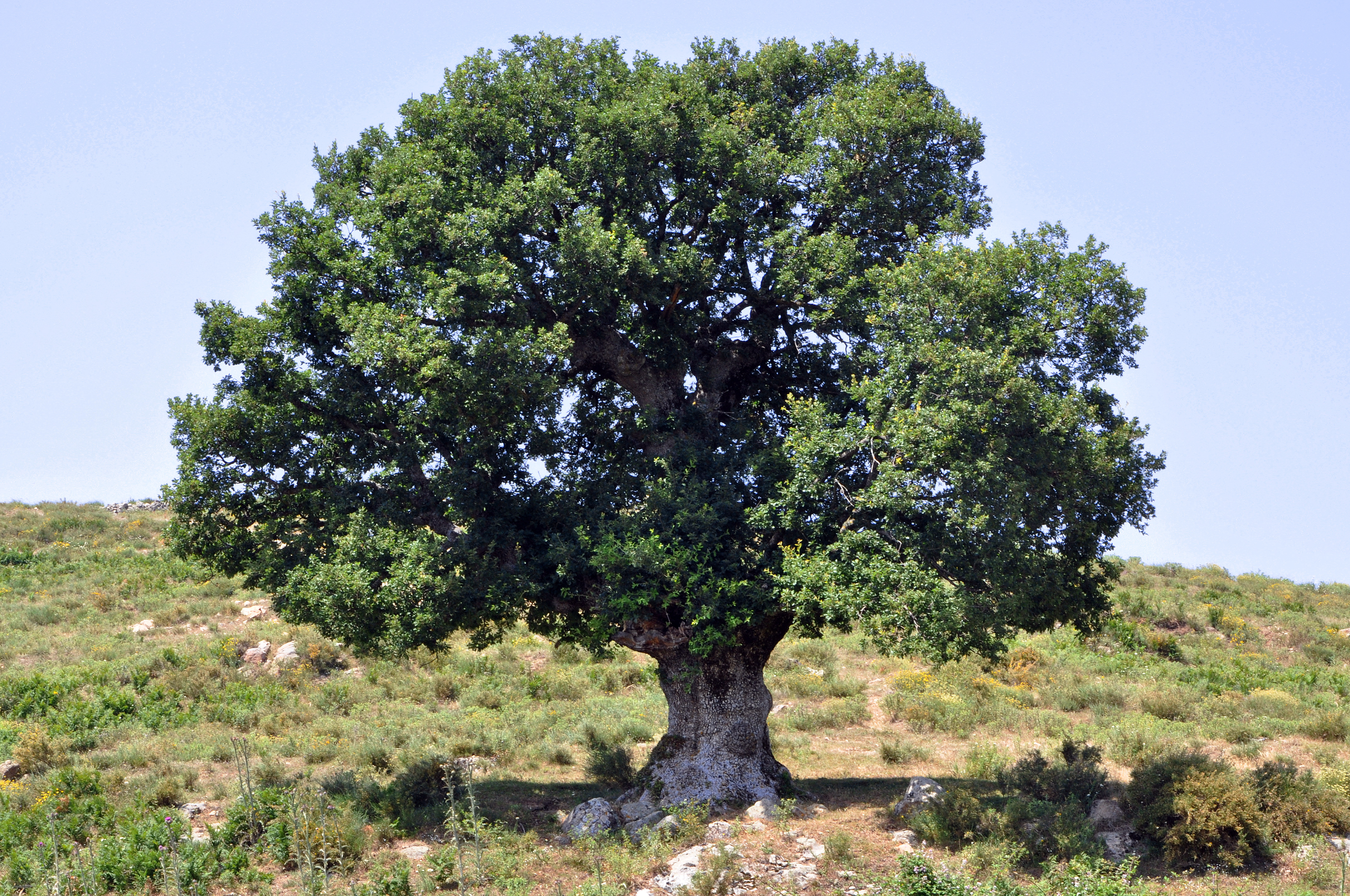 Oak_tree_in_Corsica.jpg