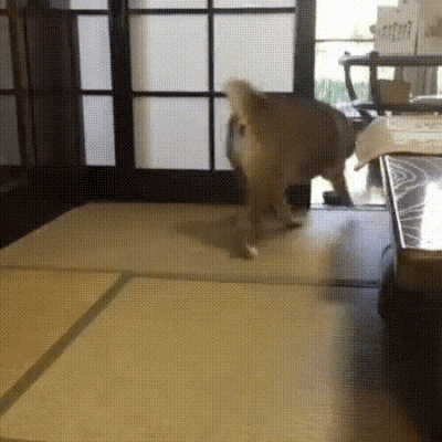 463c4744d50a5cf41d54f5ce90f7b7b6.gif