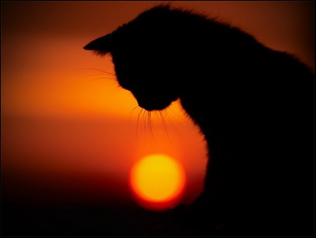 Sad-Cat-5.jpg