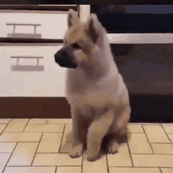808bf8cd264b7e91be30a6fe3ea37a0e.gif