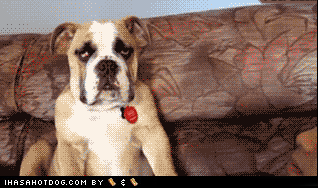gN0d4fZ7E0Sh1af50l3q7g2.gif